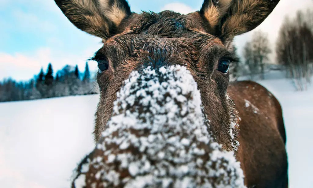 Advent in Schweden: Fährüberfahrt für Zwei mit Pkw-Mitnahme und 3 Nächte mit Frühstück im BEST WESTERN Malmö Arena Hotel - Primary Image