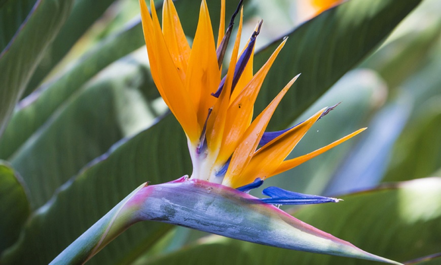 Image 7: Exotic Bird of Paradise Plant