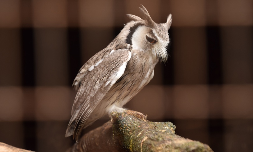 Image 4: Two-Hour Owl Experience