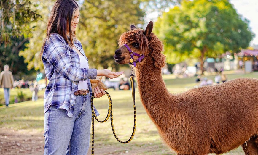 Image 1: Therapeutic Alpaca Visits and Family-Friendly Fun at Mountview Farm