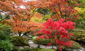 Three Large Japanese Maples