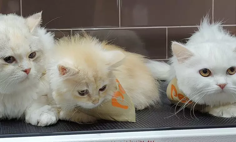 Groom, Grin, and Wag: Unleash Pet Paradise