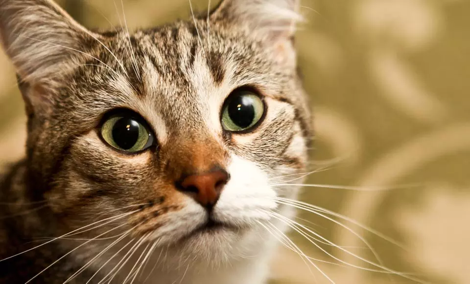 30- or 60-Minute Cat and Owner Shoot with CD of Images and Framed Prints from J. Herndon Photography (Up to 90% Off) - Primary Image