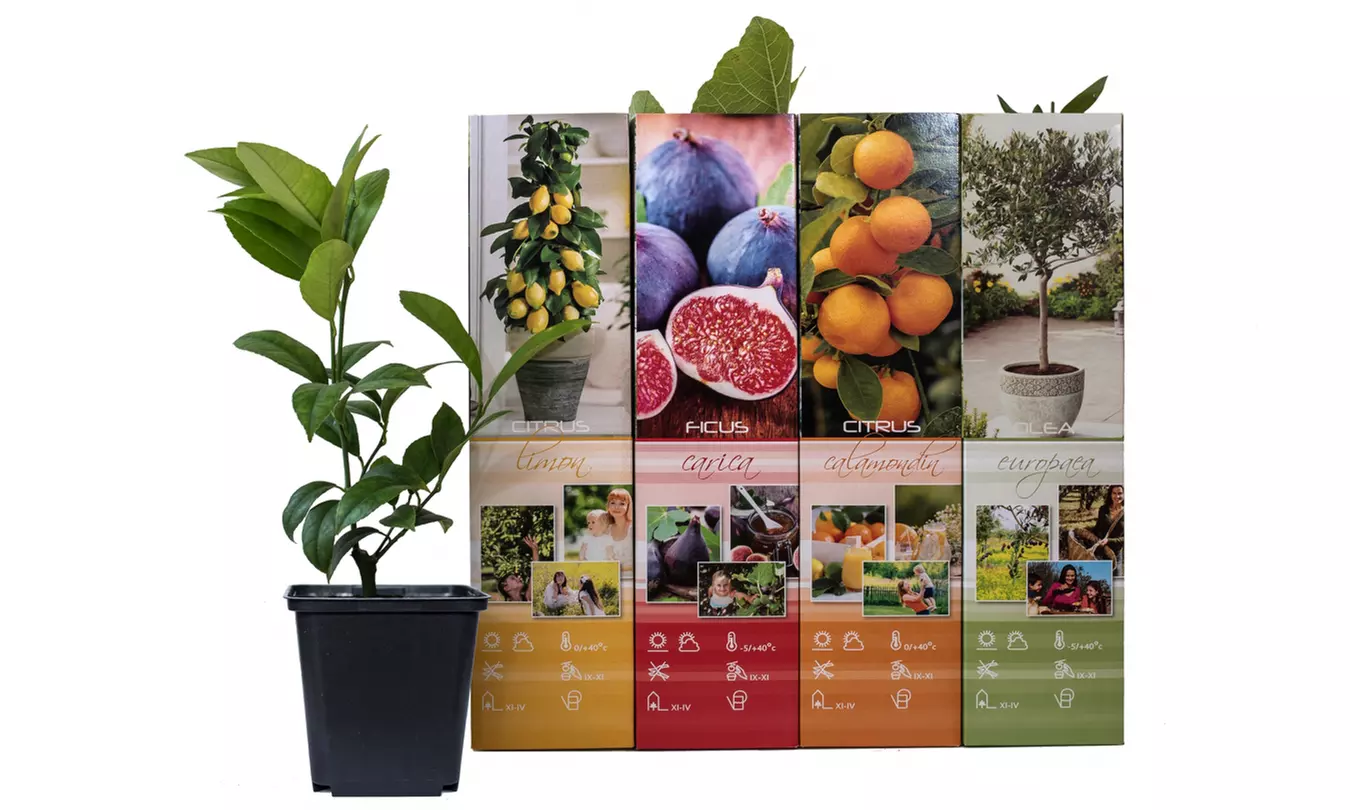 4 plantas mediterráneas