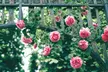 3er- oder 4er-Set Kletterrosen "Paul's Scarlet", "Golden Rain" oder "Pink Parade" - Second Medium