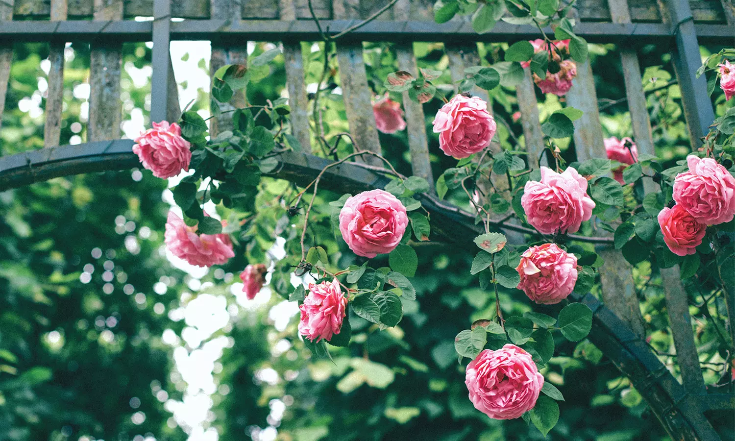 3er- oder 4er-Set Kletterrosen