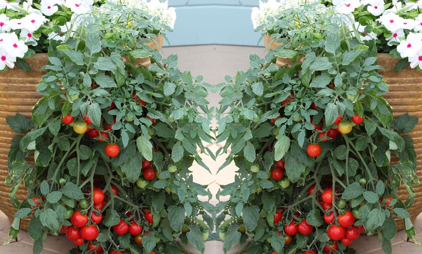 Image 2: 3, 6 or 12 Tomato Tumbling Tom Postiplug Plants