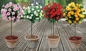 Patio Standard Roses Collection