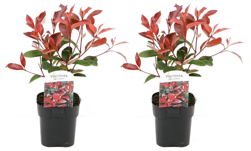 Image 2: Lot de 2, 4 ou 6 plantes de Photinia 'Red Robin'