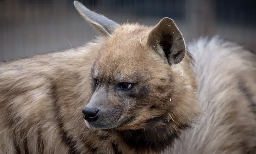 Image 5: Spannende Führung durch das Wildkatzenzentrum Felidae