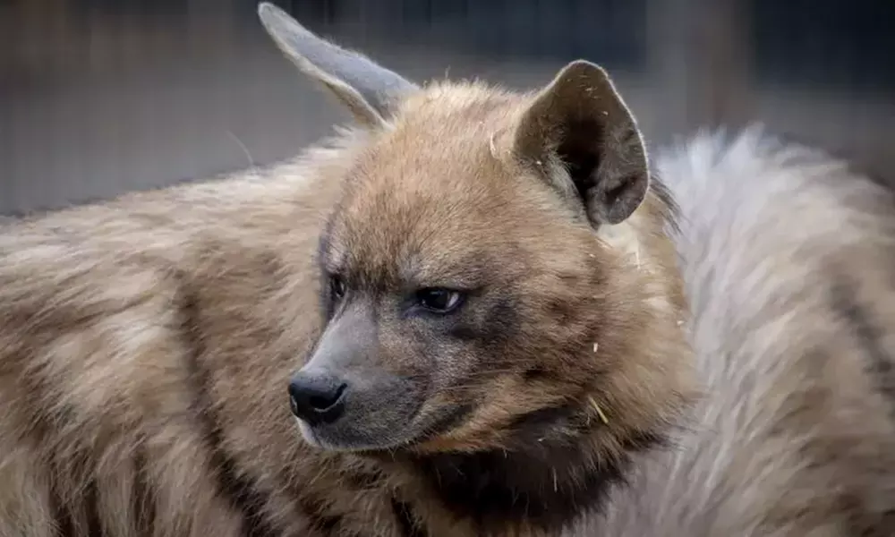 Spannende Führung durch das Wildkatzenzentrum Felidae