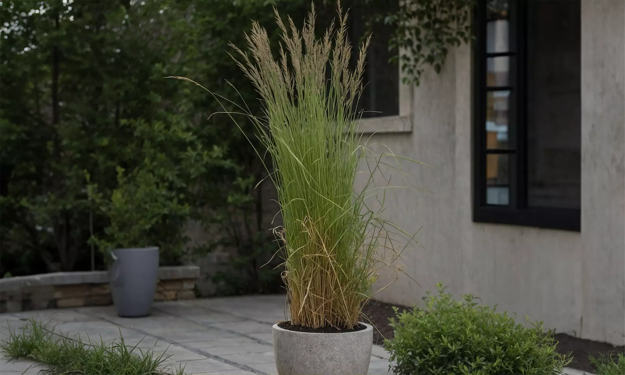 1x oder 2x Gestreiftes Reitgras „Overdam" - Primary Image