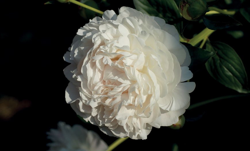 Image 4: Peony Double in 9cm Pot