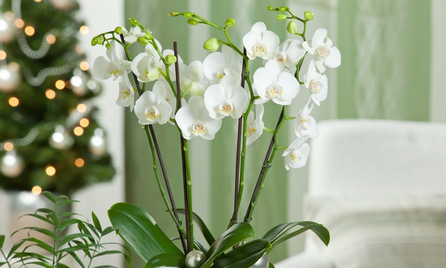 Image 7: Phalaenopsis orchidee