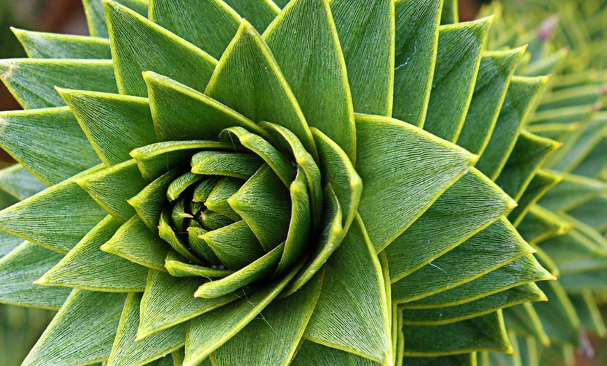 Image 3: Monkey Puzzle Tree Plant