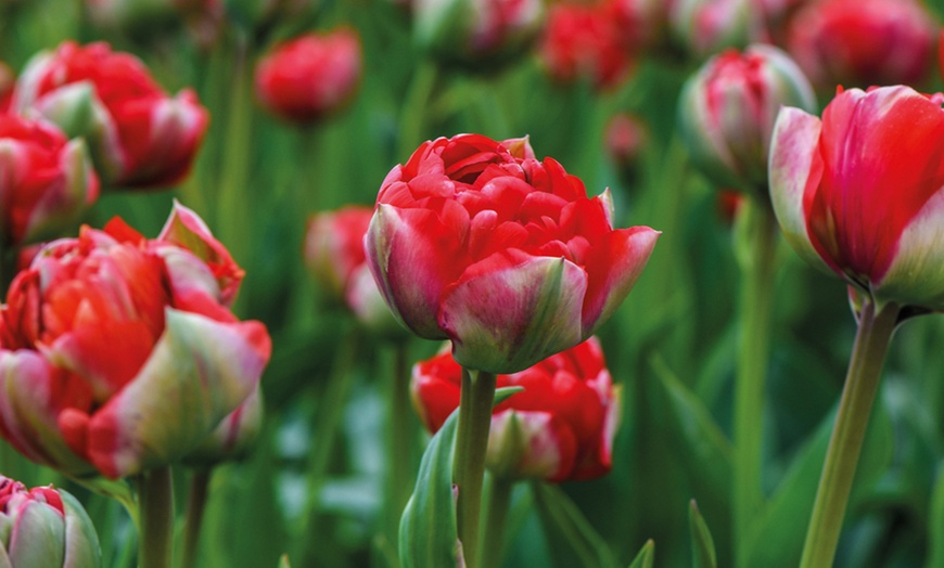 Image 1: 5, 10 or 20 Tulip 'Boombastic Red' Hardy Bulbs