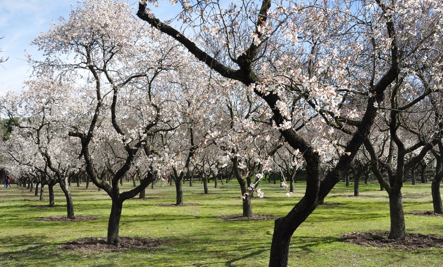 Image 3: Prunus Triloba (amandelboom)