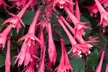 Up to 10 Fuchsia Eruption Plants 9cm - Second Medium
