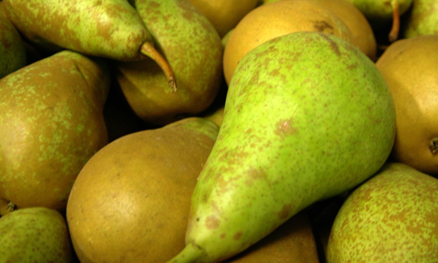 Image 9: Patio Fruit Trees