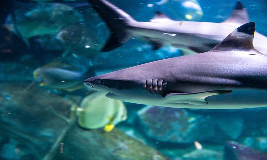 Image 3: Entrée à l'Aquarium d'Amneville