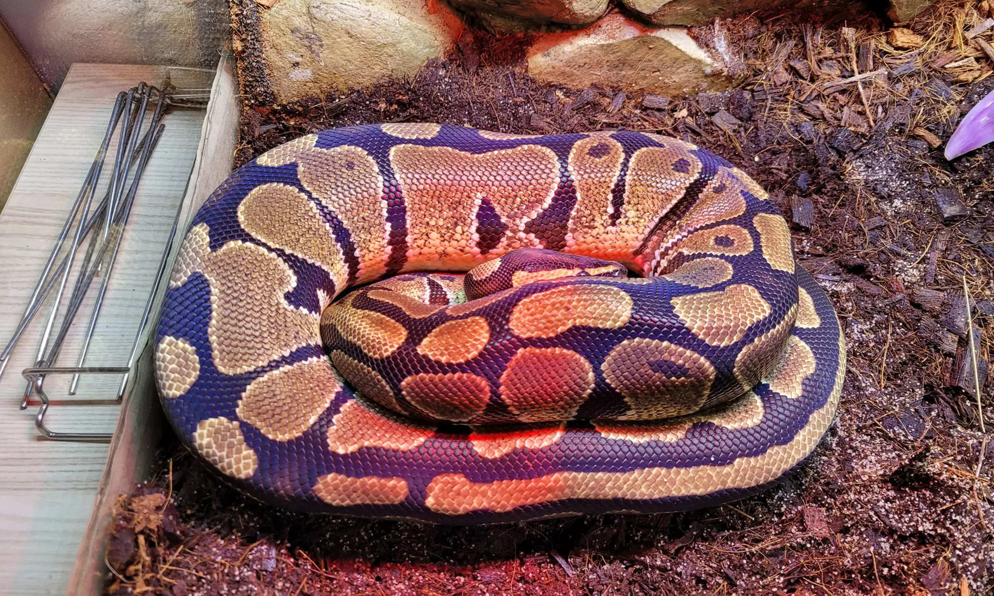 Zobacz z bliska egzotyczne rośliny i zwierzęta: bilety do Egzotarium