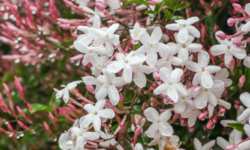 One, Two or Three Scented Jasmine ‘Officinale’ Potted Plants