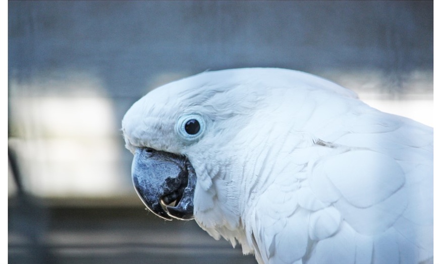 Image 3: Tageseintritt für 1 Familie in den Solinger Vogel- und Tierpark