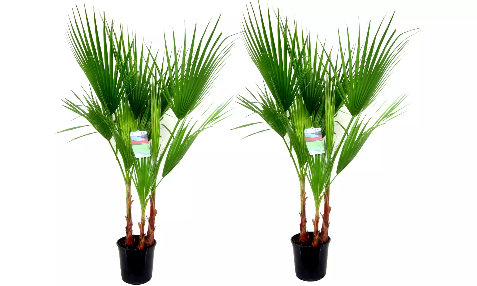 1x oder 2x Mexikanische Washingtonpalme