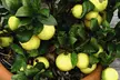Citrus Trees Collection Lemon, Lime or Orange -1, 2 or 3 Potted Plants - Second Medium