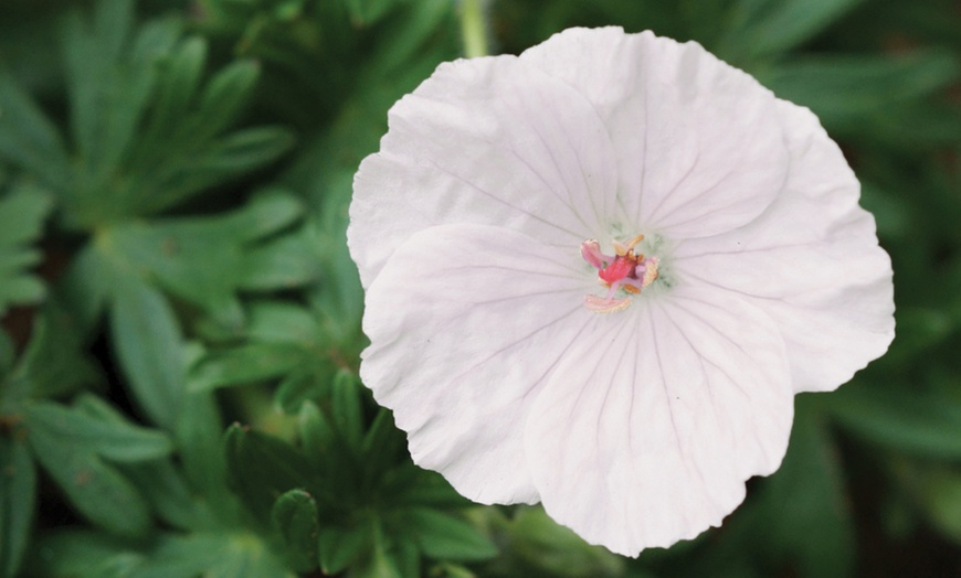 Image 3: Hardy Geranium Mixed Plants