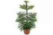 1x oder 2x Norfolktanne "Araucaria Heterophylla" in der Größe nach Wahl - Second Medium