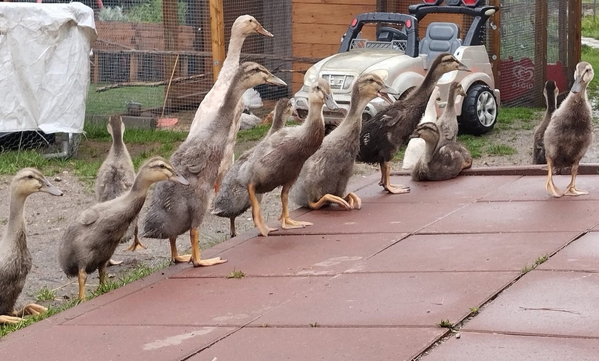 Image 15: Bilety do Mini Zoo Zwierzaczkowo w Szklarskiej Porębie