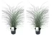 1 ou 2 pots de Miscanthus "Kleine Silberspinne" - Image 3