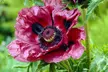 Mixed Varieties of Poppies Bare Root Plants (3- or 5-Pack) - Second Medium