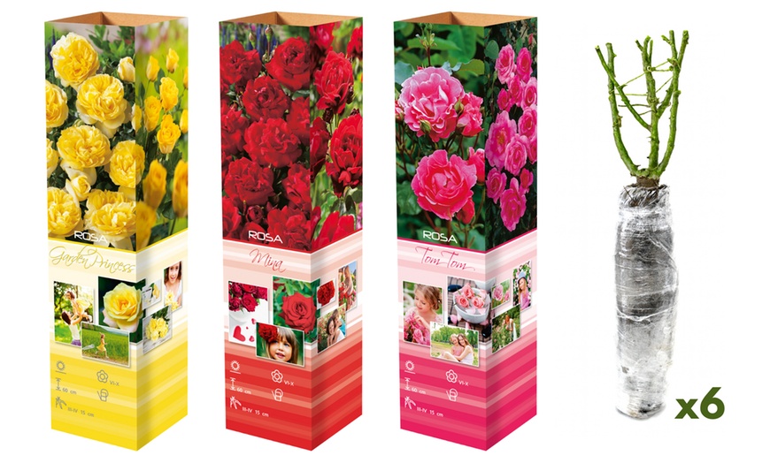 Image 6: Set rose Polyantha