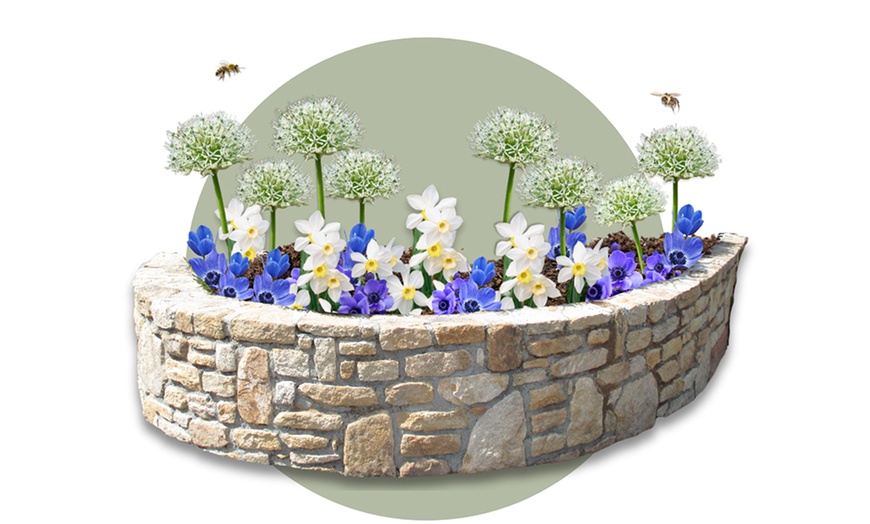 Image 5: Lot de 35 bulbes mélangés