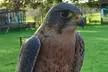 Up to 62% Off on Zoo / Animal Park at Wild Wings Birds Of Prey - Image 6