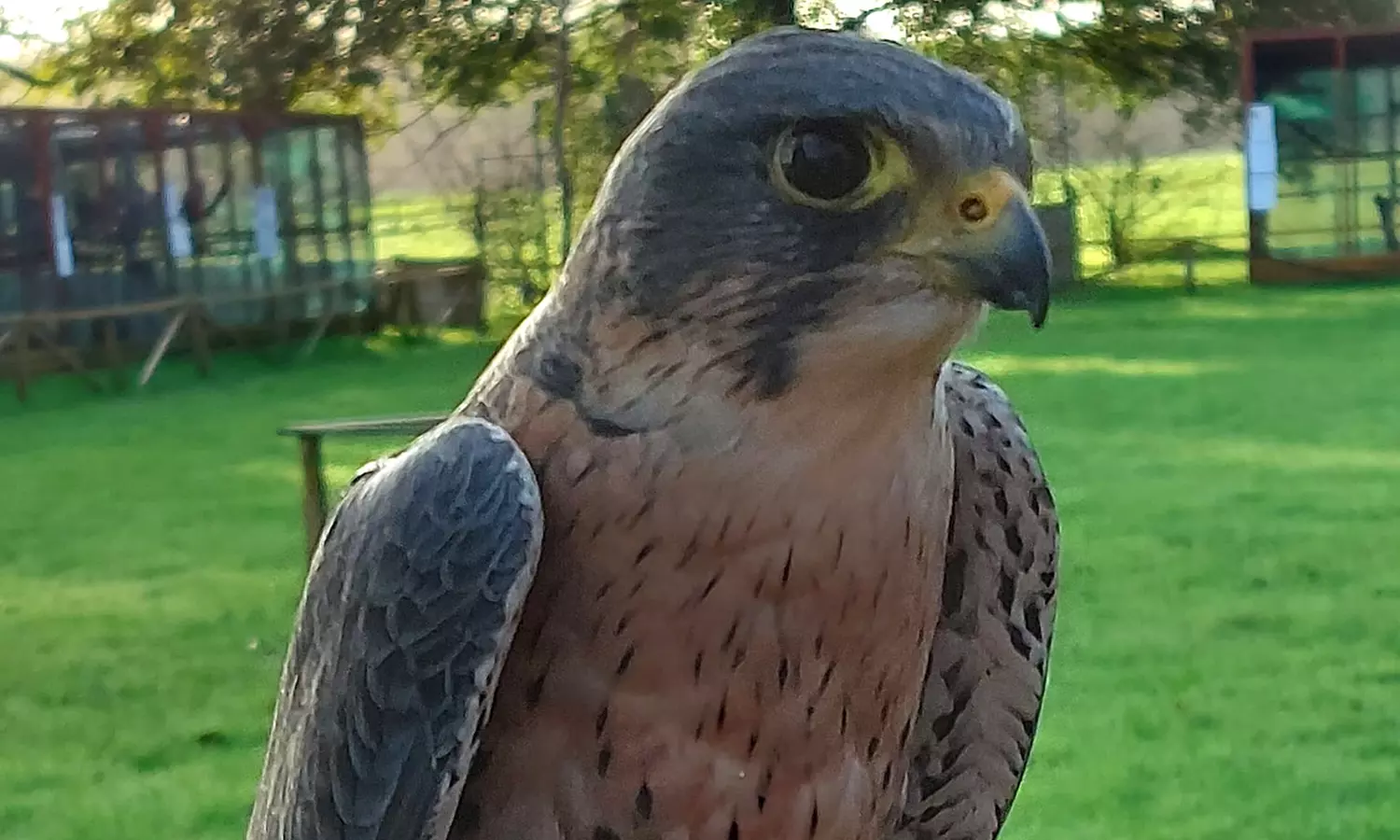 Up to 62% Off on Zoo / Animal Park at Wild Wings Birds Of Prey