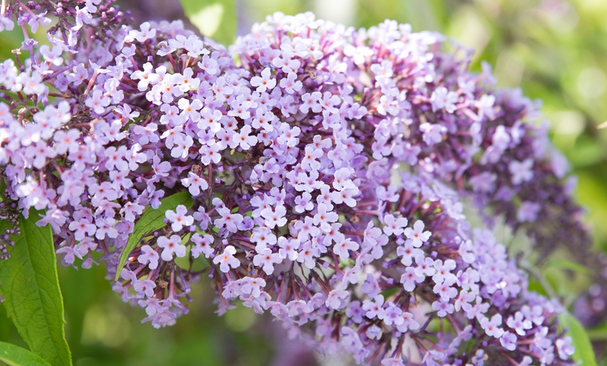 Image 1: Lot de Buddleia Wisteria Lane