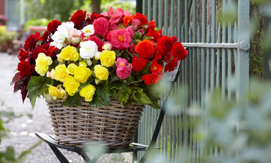 Image 2: Begonia Vibrant Blooms for Gardens