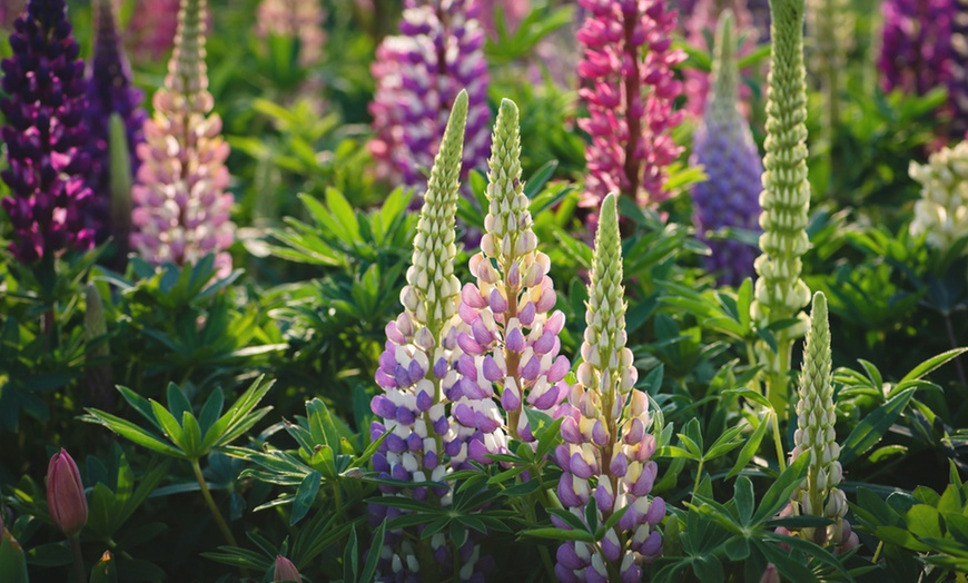 Image 2: Lupin Mixed Collection – 6, 12 or 18 Plants