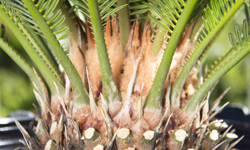 Image 4: Set van 2 palmbomen "Sago Palm"