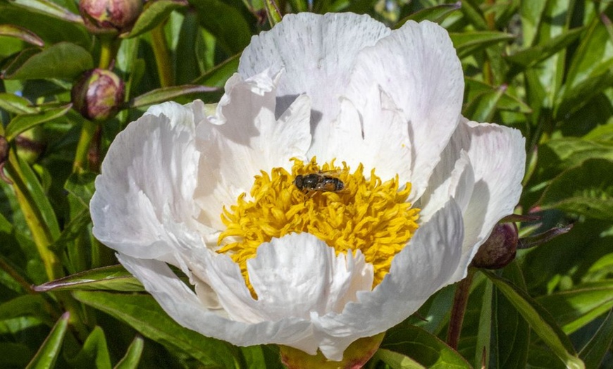 Image 6: Pretty Peony Collection - 3 Plants