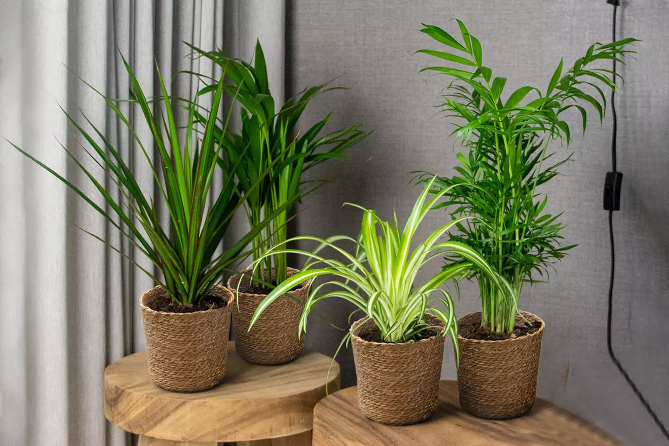 Set van 4 luchtzuiverende planten