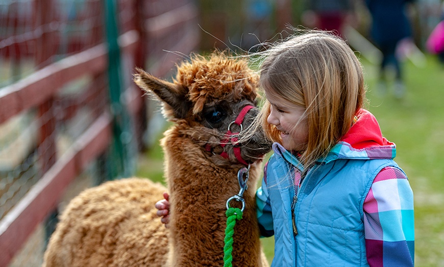 Image 1: 60-Minute Alpaca Walk