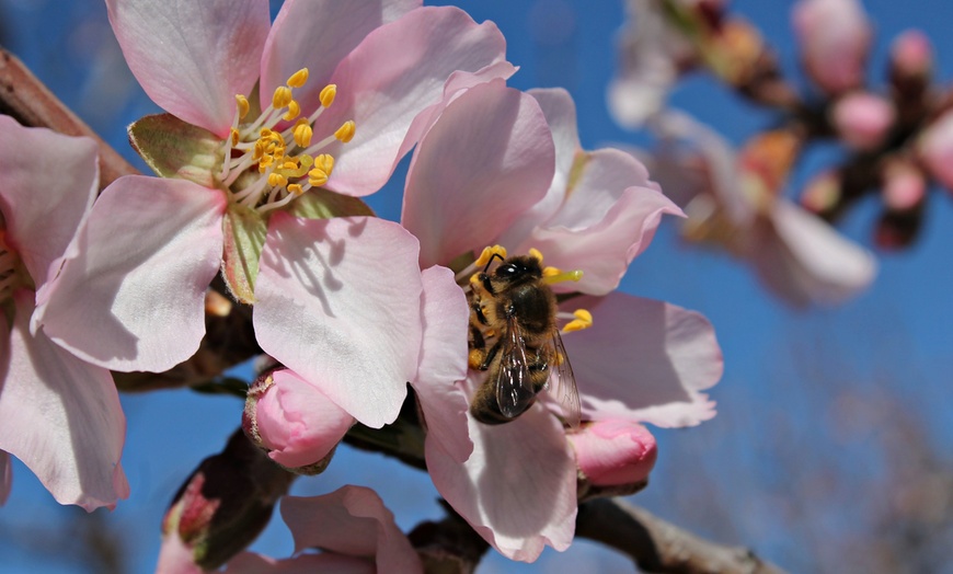 Image 4: Prunus Triloba (amandelboom)