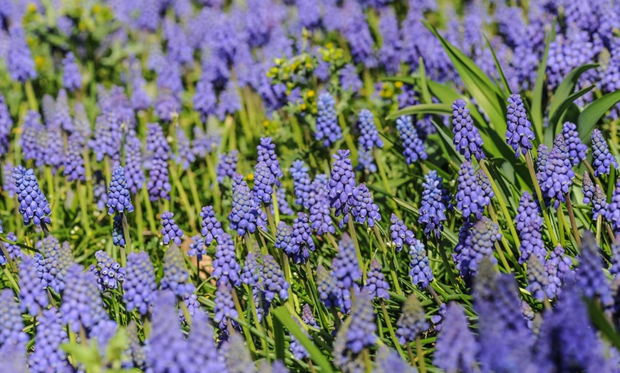 Image 10: Muscari Grape Hyacinth - Pink, Blue and White Spring Bulbs