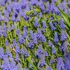 Image 10: Muscari Grape Hyacinth - Pink, Blue and White Spring Bulbs