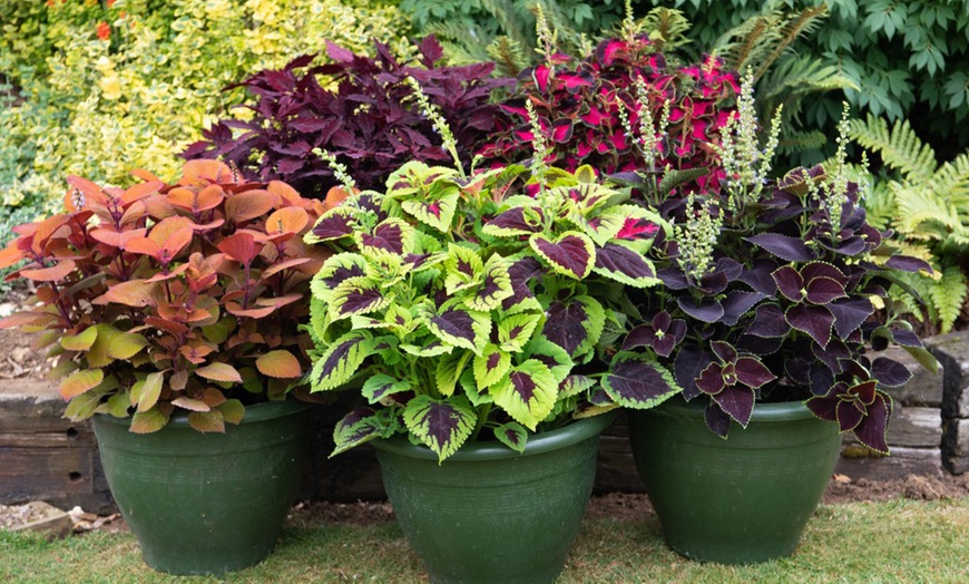 Image 1: 5 or 10 Coleus Collection Jumbo Plug Plants