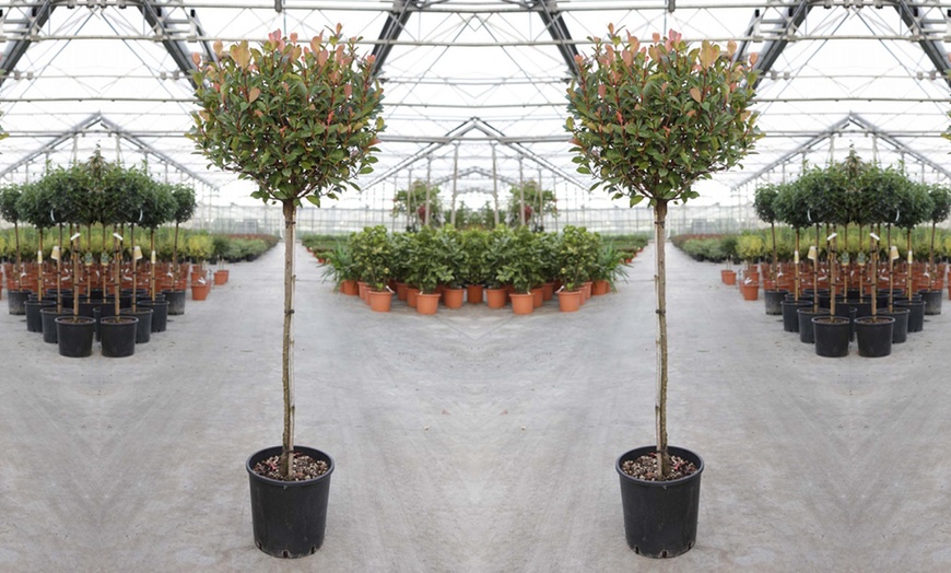 Image 3: One or Two Photinia Little Red Robin Standard Tree